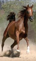 500 Amazing Horse Pictures HD скриншот 1