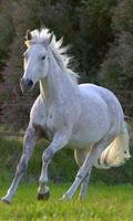 500 Amazing Horse Pictures HD скриншот 3