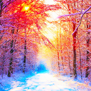 APK Winter Wallpaper