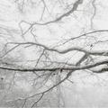 Winter pics 1