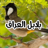 بلابل العراق