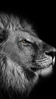Lions Wallpapers 4K HD 2022 ポスター
