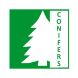 Conifers English Speaking