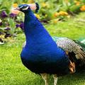 Peacock Wallpapers
