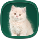 Fonds d'écran Chatons APK