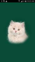 Cute Kittens Wallpapers पोस्टर