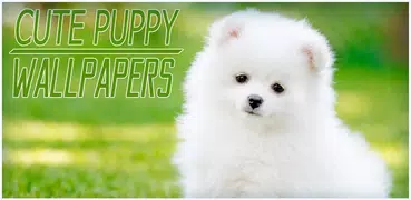 Cute Puppy Wallpapers