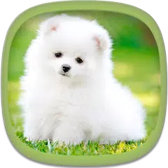 Cute Puppy Wallpapers APK download