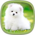 강아지 배경 화면