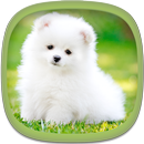 Cute Puppy Wallpapers APK
