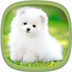 Cute Puppy Wallpapers icon