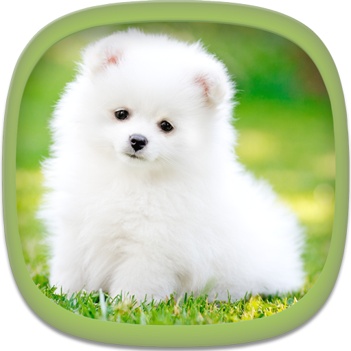 Cute Puppy Wallpapers