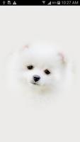 Cute Puppy Wallpapers পোস্টার