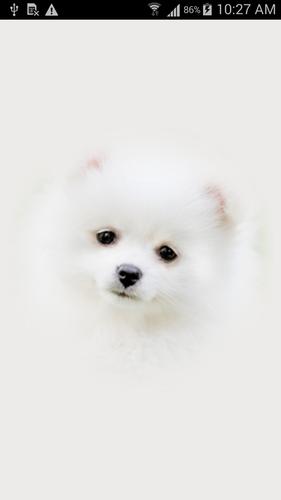 Descarga de APK de Fondos de Pantalla Perritos para Android Descarga de APK de Fondos de Pantalla Perritos para Android