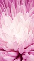 Pink Wallpapers پوسٹر