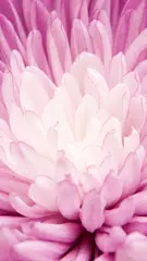 Скачать Розовые Обои на Телефон APK