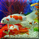 Aquarium Live Wallpaper APK