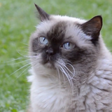 Cute Cat Live Wallpaper иконка