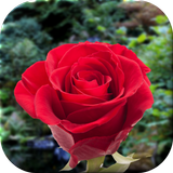 Roses Live Wallpaper icon