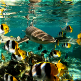 Icona Underwater