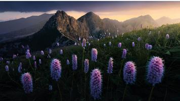 Nature Puzzle โปสเตอร์