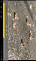 ISLANDA 3 - ICELAND VideoGuide ảnh chụp màn hình 3