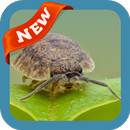 Woodlouse Wallpaper APK