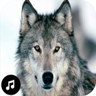 Wolf Sounds Ringtones icône