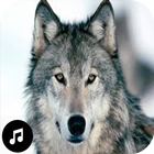 Wolf Sounds Ringtones icon