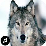 Wolf Sounds Ringtones