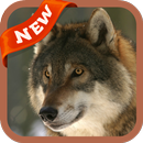 Wolf Wallpaper APK