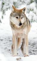 Wolf Wallpaper poster