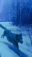 Wolf HD Wallpaper bài đăng