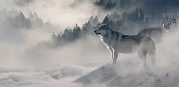 Lobo Papel de Parede