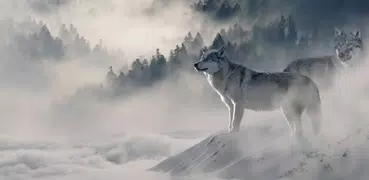 Wolf Wallpaper