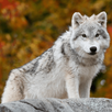 Wolf Jigsaw Puzzle Games APK