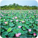 Lotus Wallpaper APK