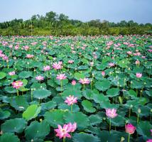 پوستر Lotus Wallpaper