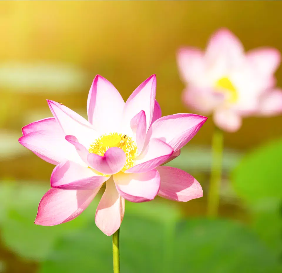 Lotus Wallpaper APK for Android Download Lotus Wallpaper APK for Android Download