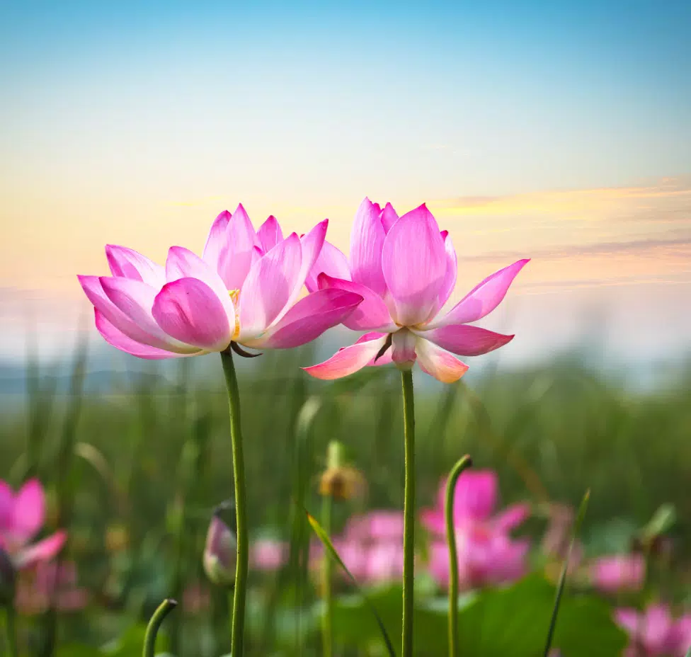 Lotus Wallpaper APK for Android Download