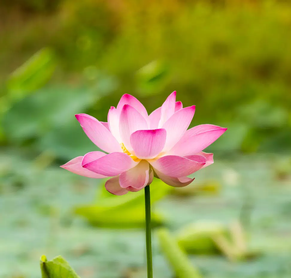 Lotus Wallpaper APK for Android Download Lotus Wallpaper APK for Android Download