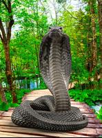 Snake पोस्टर