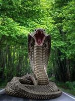 Snake स्क्रीनशॉट 1