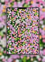 Rose Wallpaper پوسٹر