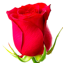 ملصقات واتساب ورود متحركه APK