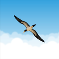 Flying Condor