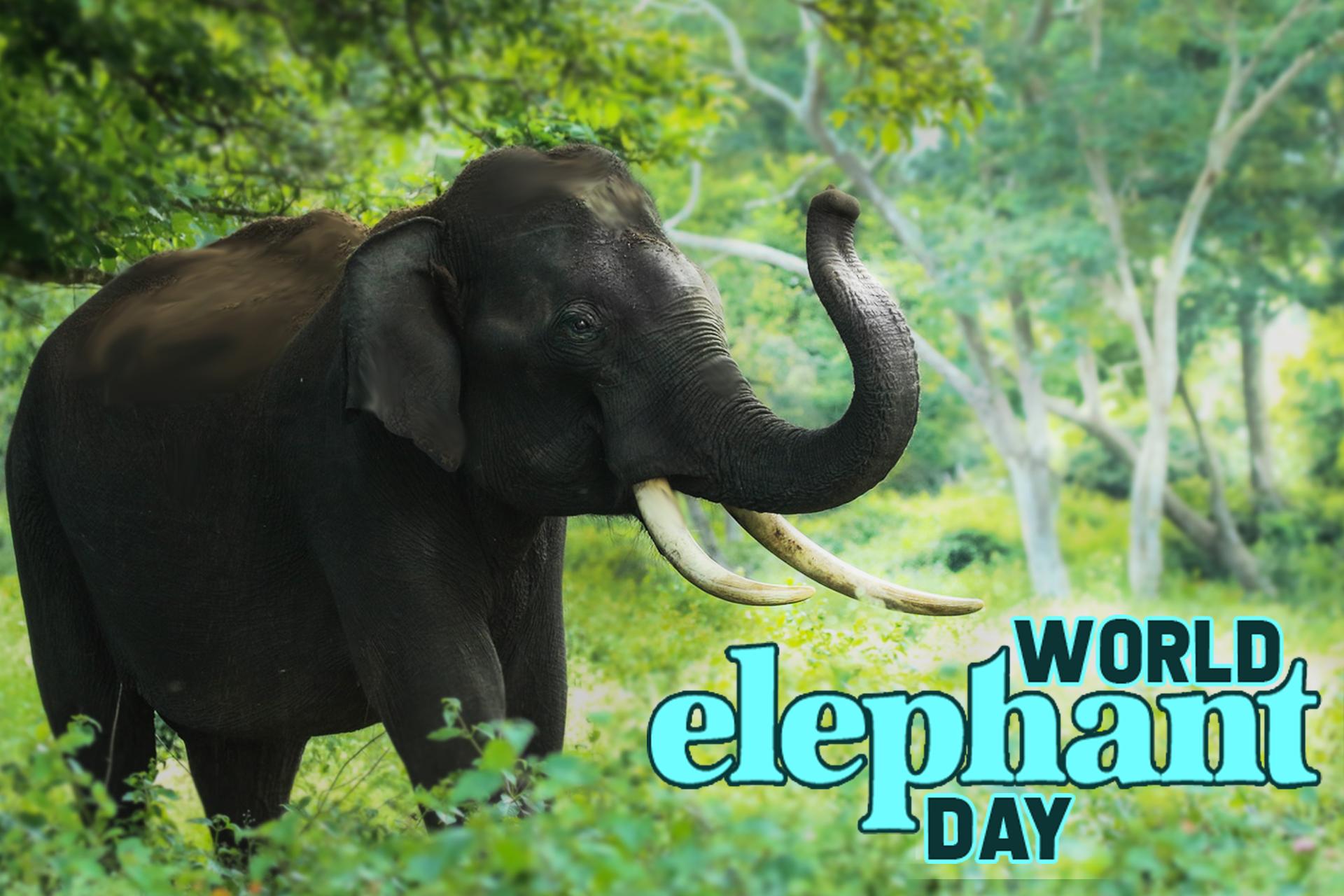 Elephants world. World Elephant Day.