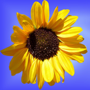 Gallery - Photo, Album & Video APK