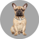 Dog Images - Dog Wallpapers APK