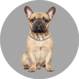 Dog Images - Dog Wallpapers